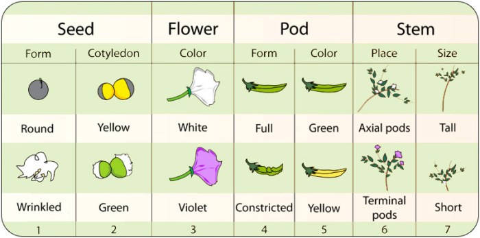 Mendel and his peas worksheet