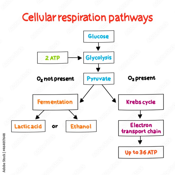 Cell respiration stem case concept map