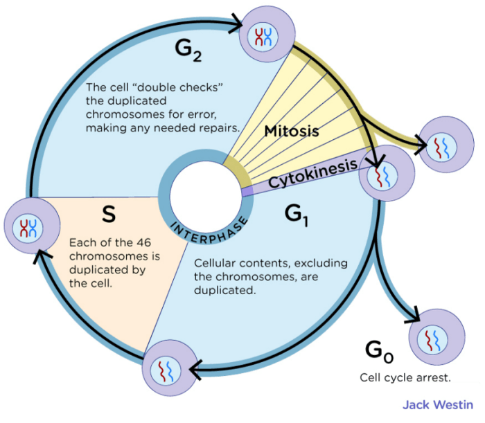 Aamc biology question pack 1