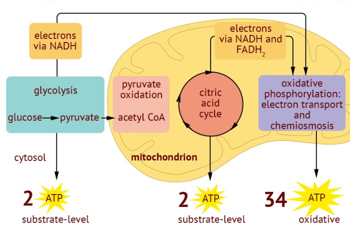 Cell respiration stem case concept map