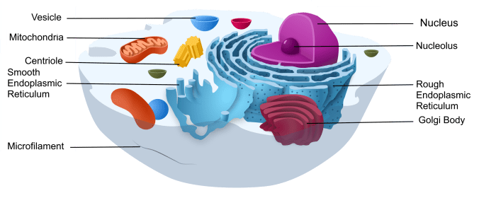 Organelles in eukaryotic cells pogil