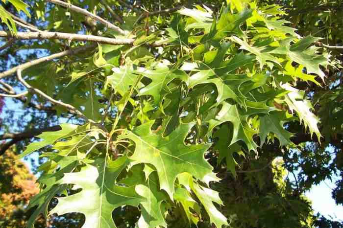 Shelley compared the number of oak trees