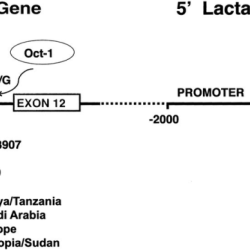 Regulation of the lactase gene answer key