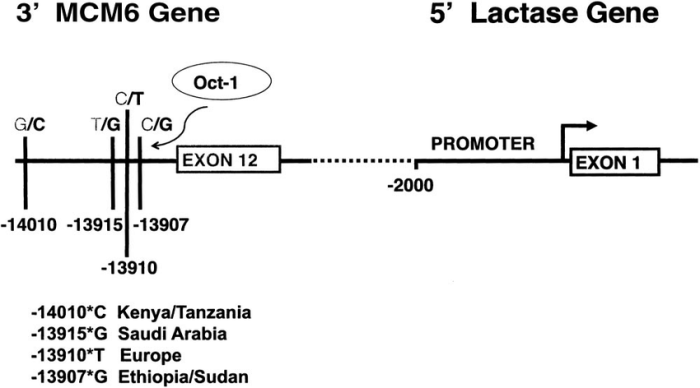 Regulation of the lactase gene answer key