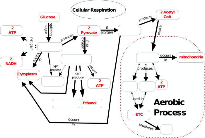 Cell respiration stem case concept map