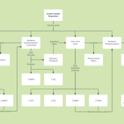 Cell respiration stem case concept map