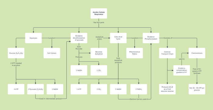 Cell respiration stem case concept map