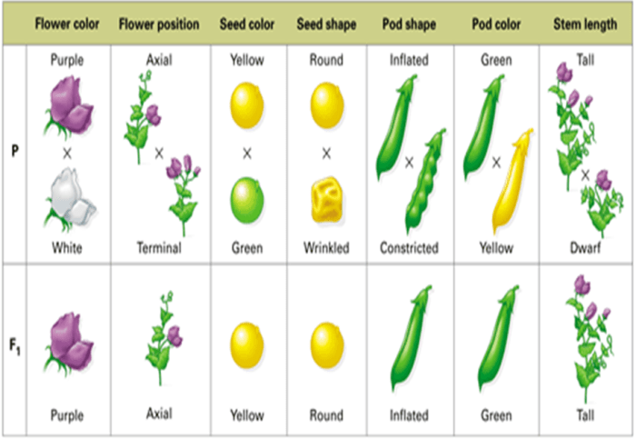 Mendel peas subject