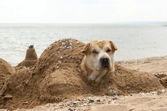 Goya dog buried in the sand