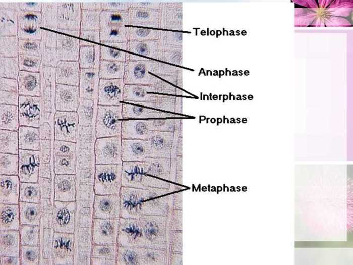 Cell division reinforcement answer key pdf