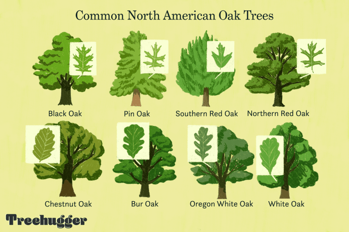 Shelley compared the number of oak trees