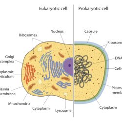 Eukaryotic definition eukaryote prokaryotic microscope membrane
