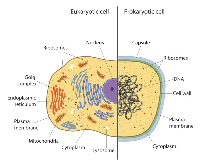 Eukaryotic definition eukaryote prokaryotic microscope membrane