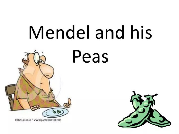 Mendel and his peas worksheet