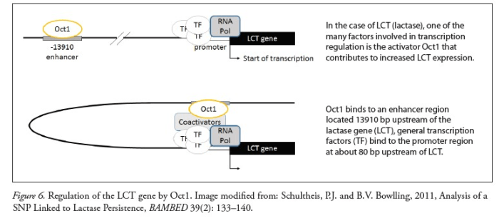 Gene lactase