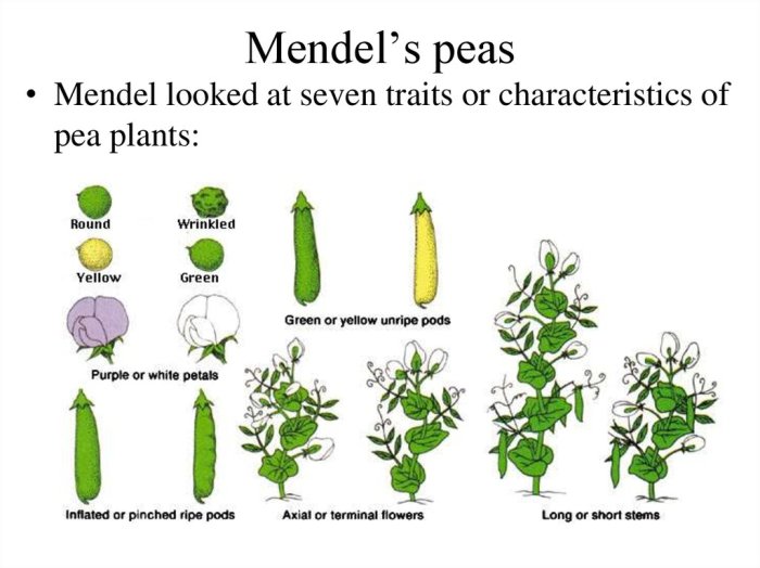 Mendel and his peas worksheet