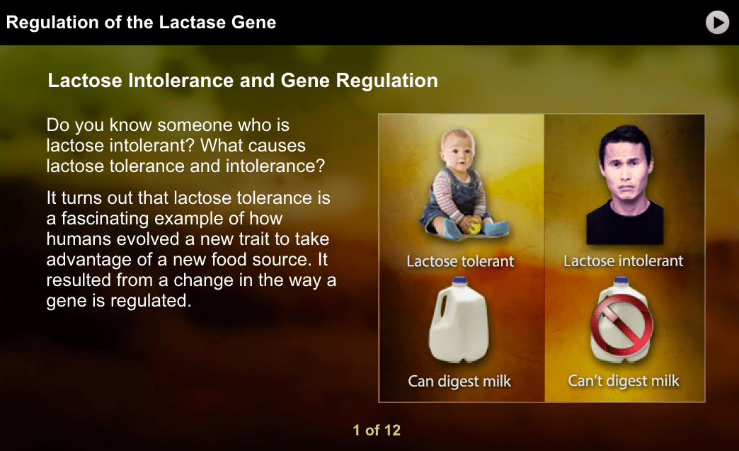 Regulation of the lactase gene answer key