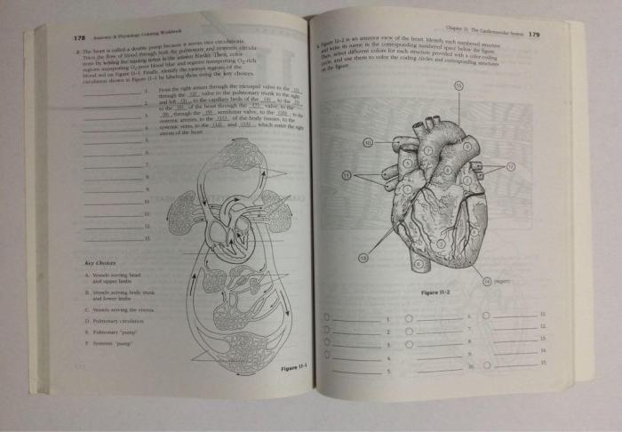 Anatomy and physiology coloring workbook chapter 7 answers