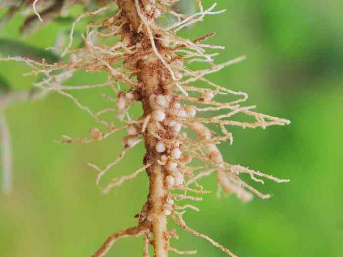 Root knot nematodes nitrogen fixing bacteria plants nodules control pea cycle role roots plant morningchores identify deal evidence 2021 biology