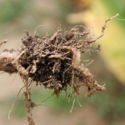 Root knot nematode roots galls plants symptoms infected ground tobacco swellings seebold kenneth form