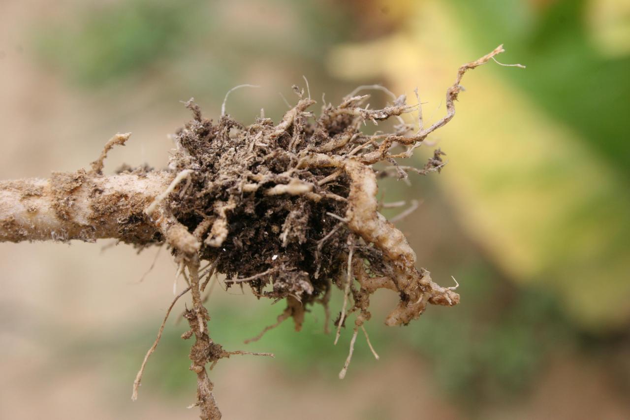 Root knot nematode roots galls plants symptoms infected ground tobacco swellings seebold kenneth form